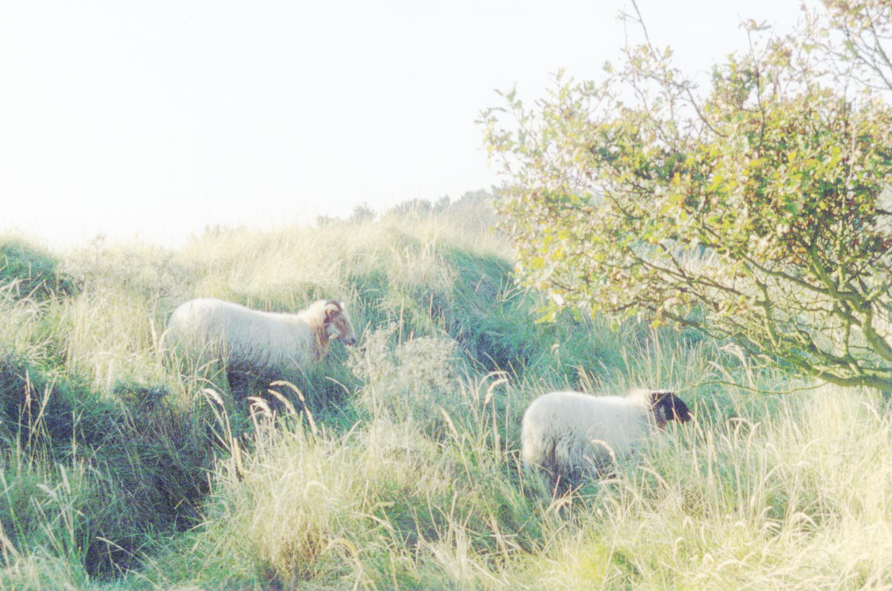 schapen in de duinen